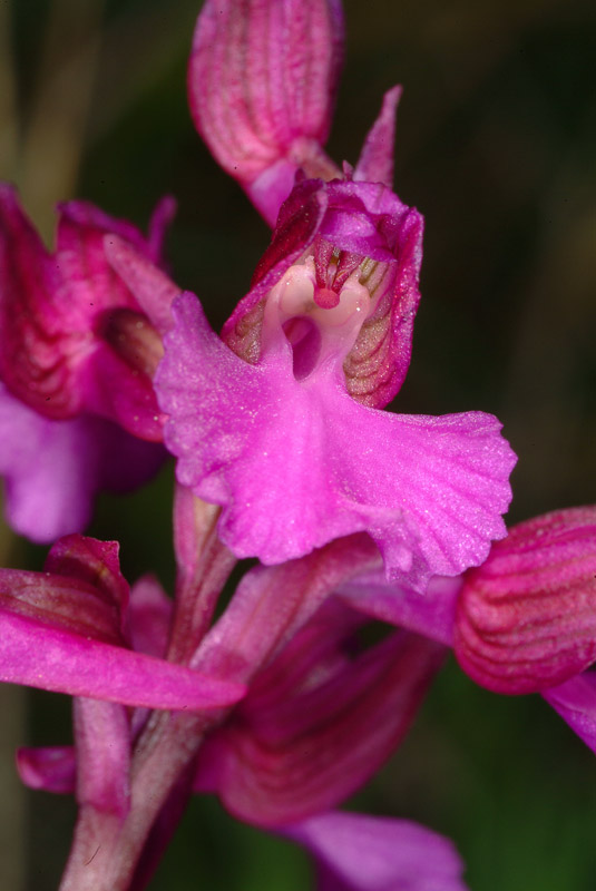 Orchis papilionacea e ibrido...